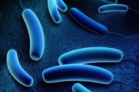 legionella.jpg